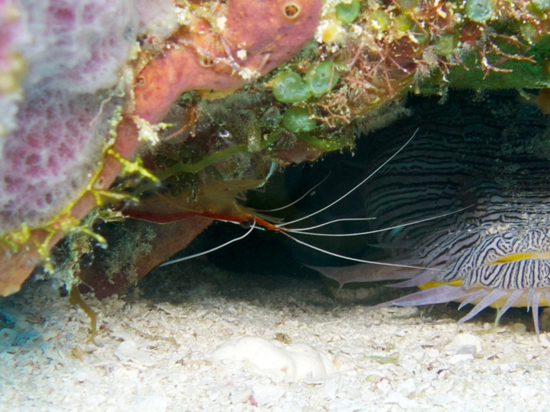 Scarlet-Striped Cleaning Shrimp IMG_5177.jpg